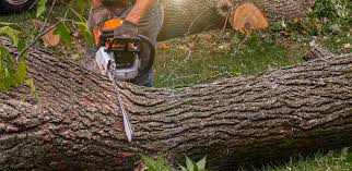 How Our Tree Care Process Works  in  Garberville, CA