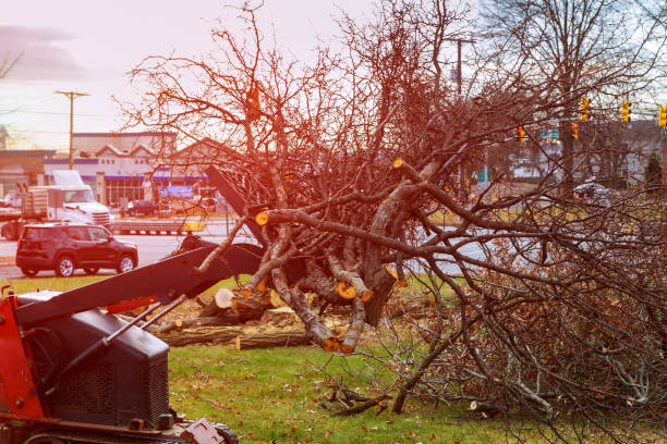 Best Utility Line Clearance  in Garberville, CA
