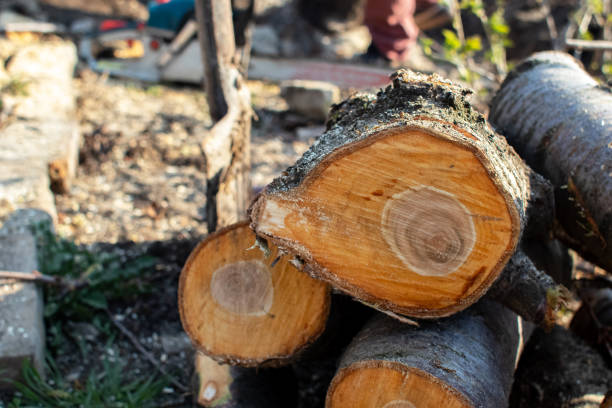 Best Tree Health Inspection  in Garberville, CA