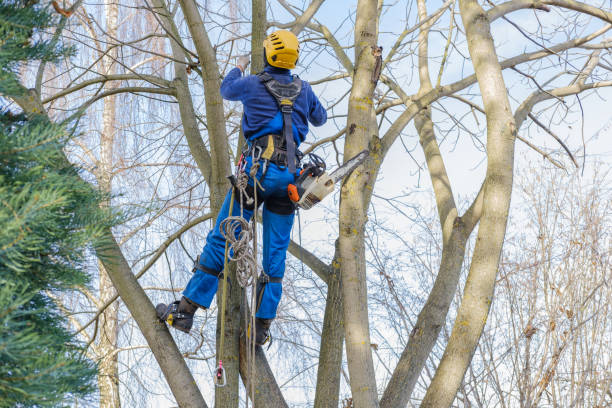 Best Lawn Maintenance Plans  in Garberville, CA