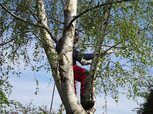 Best Tree Maintenance Programs  in Garberville, CA